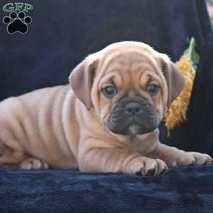 Ann, Miniature Bulldog Puppy